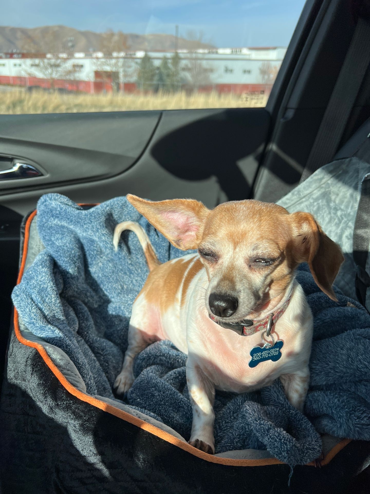 Small dog resting in a blue pet bed inside a car, with sunlight streaming through the window.