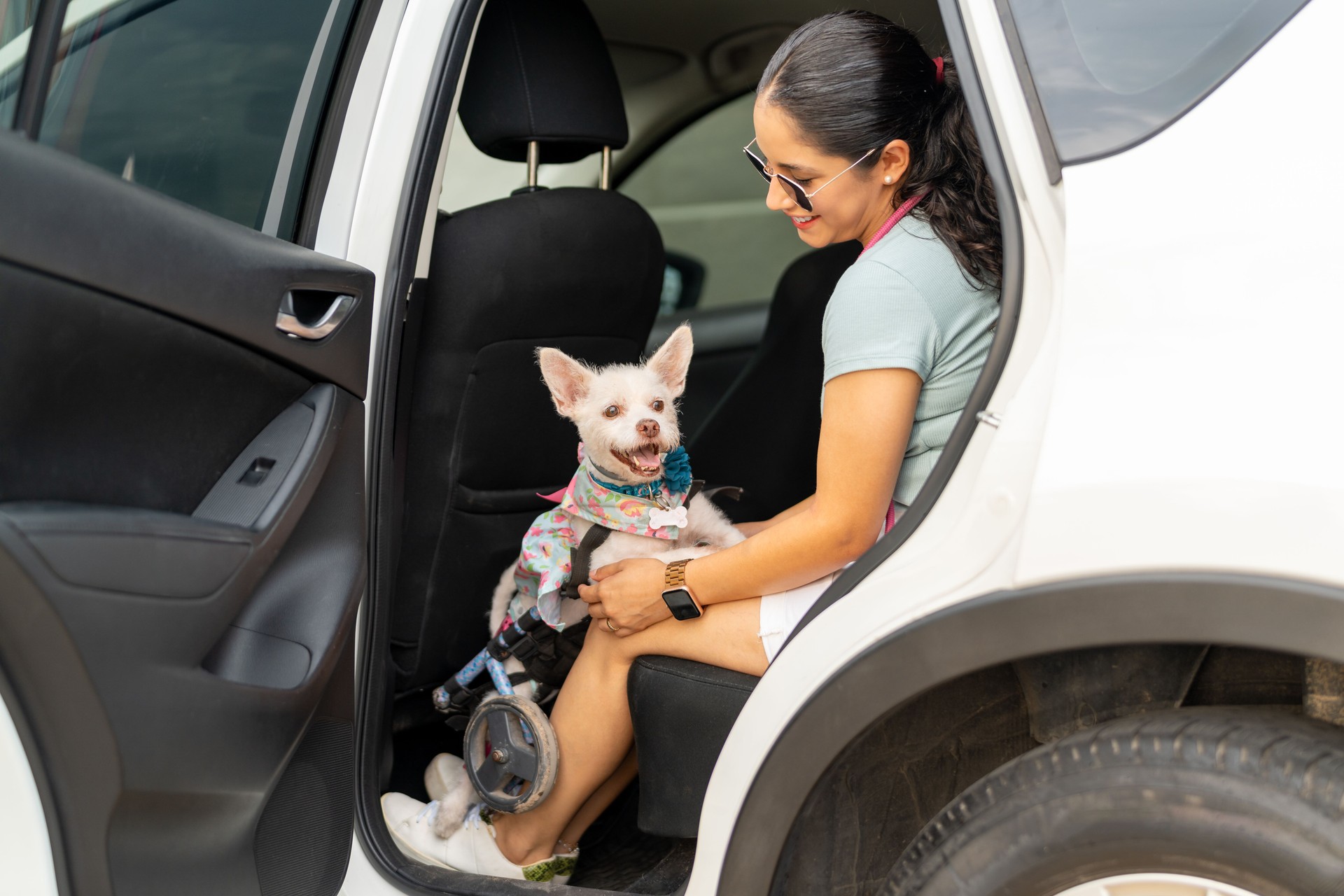 Young woman putting disabled dog in wheelchair into car