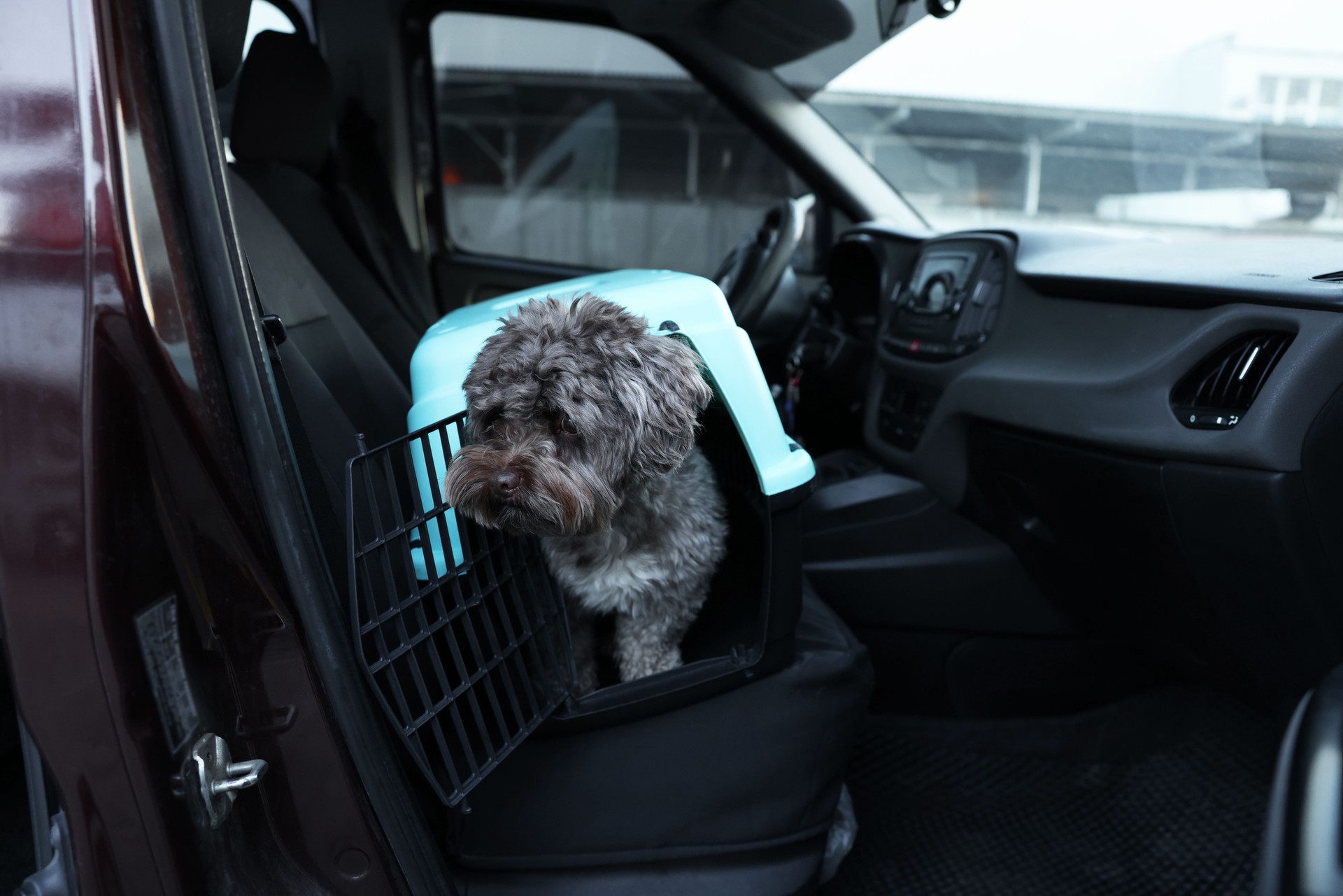 Cute dog in pet carrier travelling by car. Safe transportation