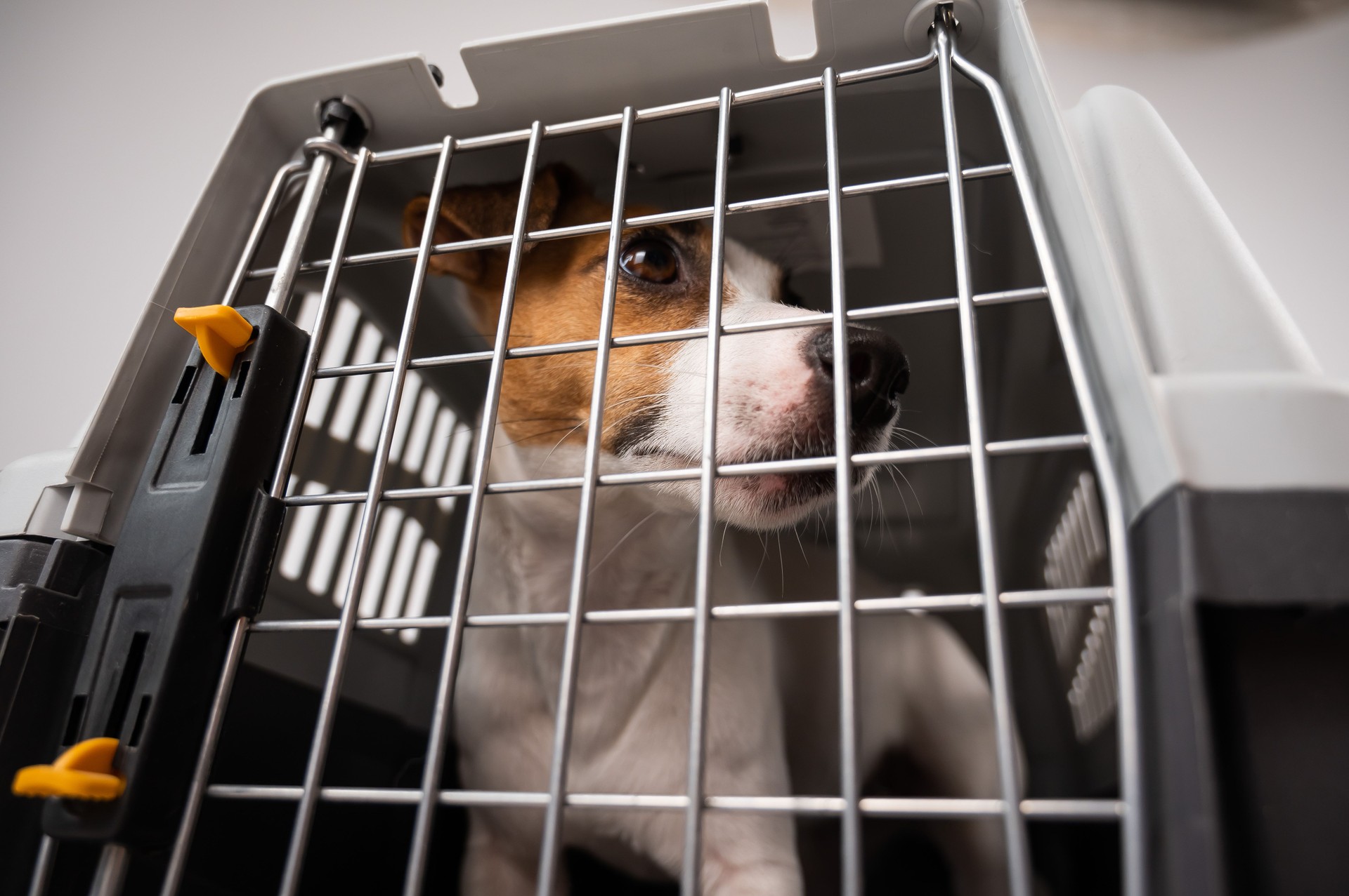 Jack Russell Terrier dog inside a cage for the safe transportation of pets. Travel box.